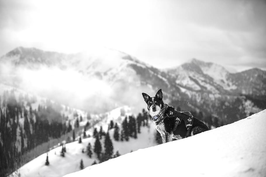 muntanya, muntanya alta, núvol, cel, cim, cresta, paisatge, naturalesa, vall, turó, neu, hivern, vista, viatjar, arbres, gos, animal, mascota, un animal, temperatura de fred, temes d'animals, mamífer, caní, mascotes, nacional, animals domèstics, Serra, medi ambient, escenics - natura, muntanya nevada, cap gent, a l'aire lliure, nevar, 8K