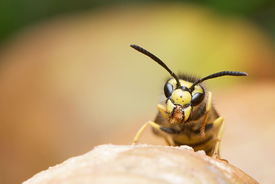 žlutá, Černá, včela, hnědý, větev, detail, hmyz, makro, vosa, zvířat, zvíře, jednoho zvířete, bezobratlý, selektivní zaměření, zvířata ve volné přírodě, Příroda, nikdo, den, krása v přírodě, část těla zvířete, venku, extrémní detail, květ, zvířecí oko, malý, 2K