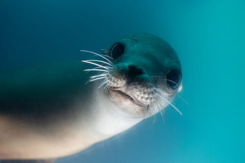 sigillo grigio, temi animali, fauna selvatica, animale, subacqueo, animali allo stato selvatico, un animale, mare, acqua, nuoto, vita marina, marino, mammifero, nessuno, avvicinamento, blu, natura, mammifero acquatico, vertebrato, parte del corpo animale, sottomarino, all'aperto, testa di animale, baffo, bocca aperta, 4K, CC0, dominio pubblico, privo di copyright