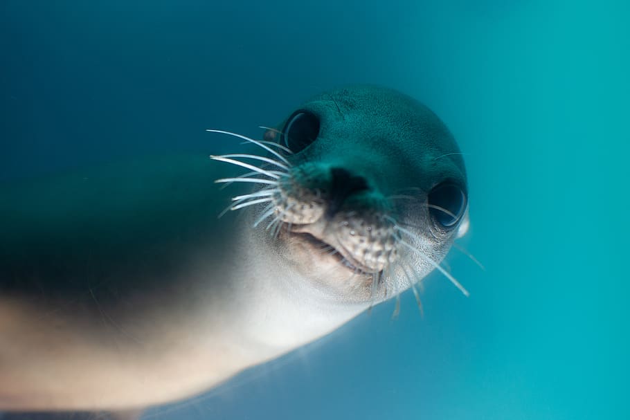 sigillo grigio, temi animali, fauna selvatica, animale, subacqueo, animali allo stato selvatico, un animale, mare, acqua, nuoto, vita marina, marino, mammifero, nessuno, avvicinamento, blu, natura, mammifero acquatico, vertebrato, parte del corpo animale, sottomarino, all'aperto, testa di animale, baffo, bocca aperta, 4K