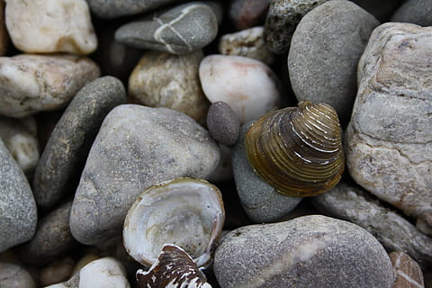 oblázky, řeka shell, detailní, řeky, řeka rine, Příroda, shell, zvířat, detail, nikdo, pozadí, celý rám, velká skupina objektů, zvíře, pevný, den, Skála, zvířecí shell, texturou, bezobratlý, kámen - objekt, měkkýš, hojnost, zvířata ve volné přírodě, venku, oblázek, 4K, CC0, veřejná doména, bez autorských práv