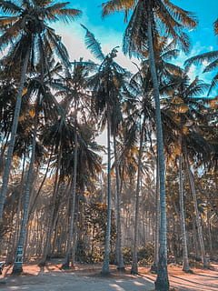 alberi di cocco, albero, Palma, natura, pianta, Arecaceae, flora, conifera, Indonesia, strada senza nome, kecamatan karangasem, foresta, bosco, tropicale, tronco, naturale, vegetazione, all'aperto, terra, tronco d'albero, bellezza nella natura, nessuno, la tranquillità, crescita, cielo, giorno, scena tranquilla, clima tropicale, scenics - natura, alto - alto, mezzi di trasporto, treelined, 4K, CC0, dominio pubblico, privo di copyright