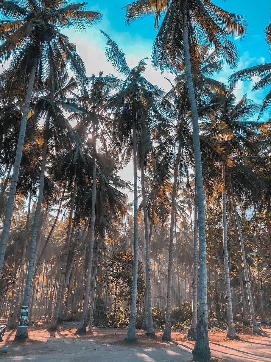 arbres de coco, arbre, Palmera, naturalesa, planta, arecaceae, flora, conífera, indonèsia, carretera sense nom, kecamatan karangasem, bosc, tropical, tronc, natural, palmell, vegetació, a l'aire lliure, terra, tronc de l'arbre, bellesa a la natura, cap gent, tranquil·litat, creixement, cel, dia, escena tranquil·la, clima tropical, escenics - natura, alta - alta, transport, treelined, 4K