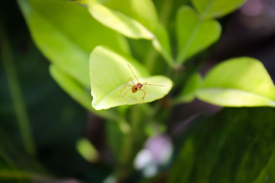 formiga, fixa't, full, salvatge, pati posterior, cànon, fotografia princible, eos, 700d, vermell, ulls, tentacles, invertebrat, insecte, temes d'animals, un animal, animal, fauna animal, animals a la natura, part de la planta, color verd, primer pla, planta, cap gent, centrar-se en primer pla, naturalesa, dia, enfocament selectiu, creixement, bellesa a la natura, zoologia, ala dels animals, a l'aire lliure, 5K
