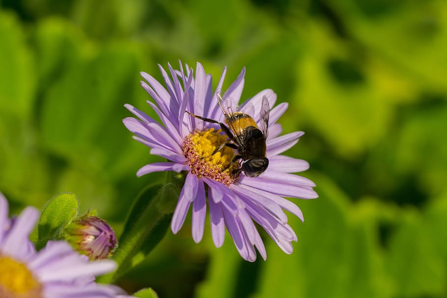 hoverfly, flors, insectes, macro, flor, planta amb flors, temes d'animals, invertebrat, animal, fragilitat, insecte, bellesa a la natura, planta, frescor, vulnerabilitat, un animal, cap de flor, animals a la natura, pètal, creixement, fauna animal, abella, primer pla, inflorescència, polinització, pol·len, porpra, cap gent, Abellot, 5K