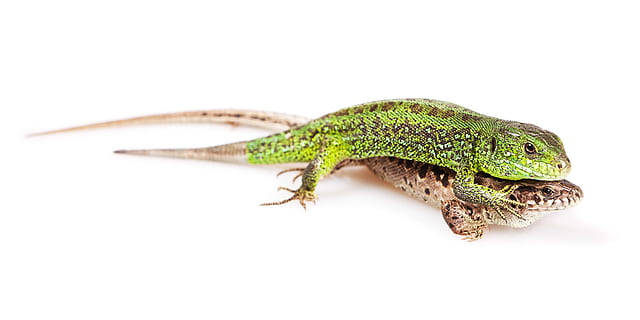 llangardaix, gatejar, bonic, baixar, elegant, exòtic, ull, peu, gecko, verd, iguana, imatge, aïllat, cama, mirant, estirat, macro, en moviment, naturalesa, mascota, remot, rèptil, salamandra, escala, petit, enganxós, cua, triton, caminar, blanc, temes d'animals, animal, un animal, fauna animal, vertebrats, camaleó, tir de l'estudi, cap gent, color verd, part del cos dels animals, primer pla, fons blanc, longitud completa, tallar, a l'interior, animals a la natura, còpia espai, zoologia, escala d’animals, 4K, CC0, domini públic, lliure de regalies