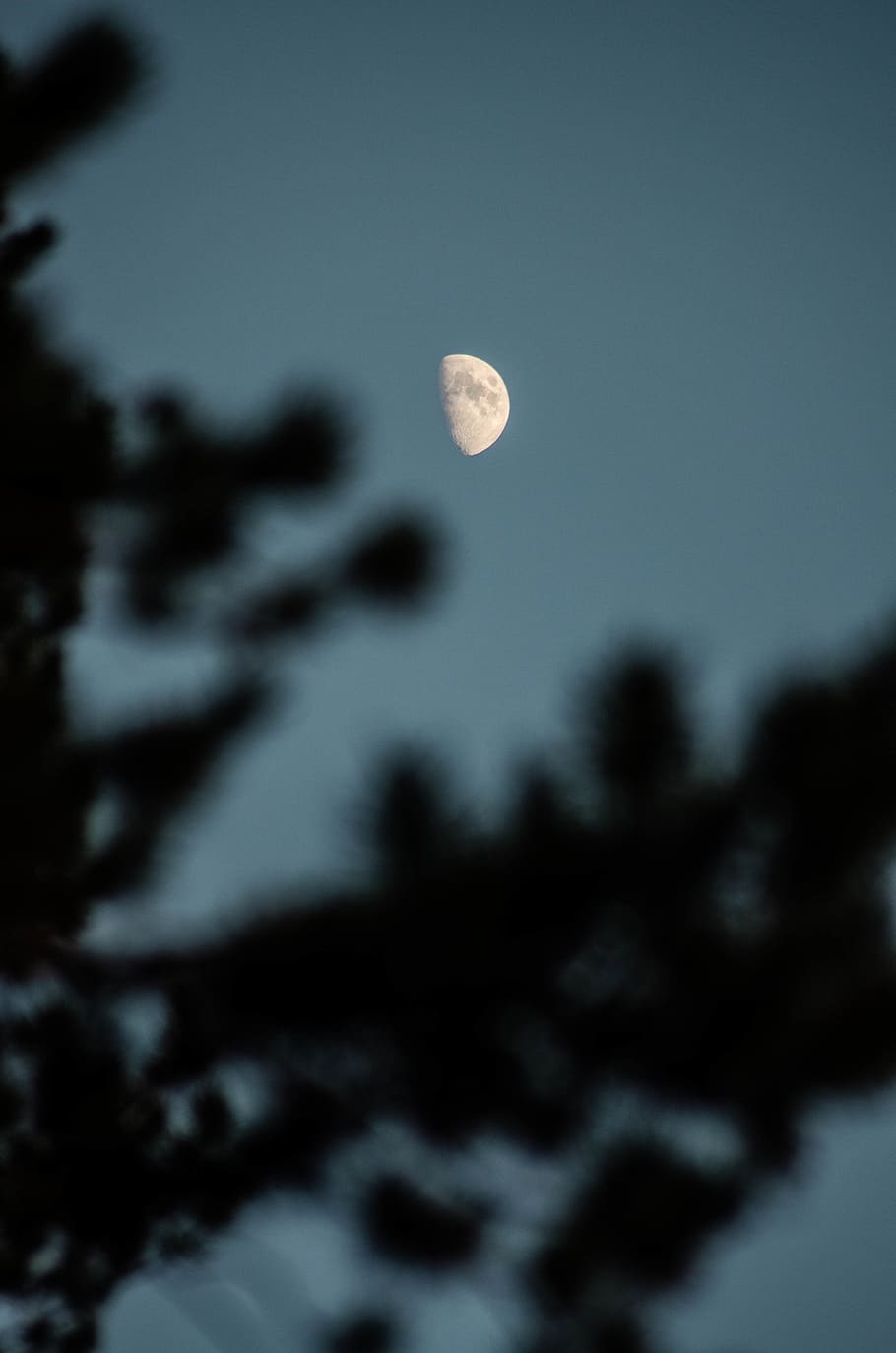 fulla de silueta, Mitja lluna, Estats Units, breckenridge, univers, espai, espai exterior, a l'aire lliure, nit, lluna, lluna plena, astronomia, cel, naturalesa, cap gent, escenics - natura, silueta, bellesa a la natura, fenomen natural, planta, exploració, fosc, vista d’angle baix, ciència, arbre, tranquil·litat, Lluna planetària, llum de la lluna, 4K