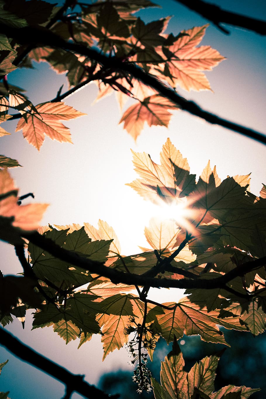 full, planta, arbre, maple, llum solar, fulla d'auró, llum, flamarada, fulles, tardor, arbres, venes, paisatge, a l'aire lliure, naturalesa, asfalt, arquitectura, edifici, castell, part de la planta, cel, bellesa a la natura, vista d’angle baix, creixement, cap gent, branca, sol, dia, primer pla, posta de sol, tranquil·litat, centrar-se en primer pla, canvi, brillant, streaming, 4K