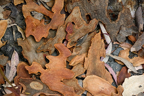 rdza, drzewo, szczekać, Natura, roślina, liść, tekstura, pieniądze, moneta, paproć, żyły, owad krykietowy, zwierzę, bezkręgowy, owad, ziemia, wzór, nikiel, grabie, maszyna, pełna ramka, żadnych ludzi, tła, dzień, część rośliny, zbliżenie, brązowy, suchy, wysoki kąt widzenia, duża grupa obiektów, na dworze, Bezpośrednio powyżej, odchodzi, jesień, jedzenie i picie, martwa natura, 5K, CC0, domena publiczna, darmowe zdjęcia