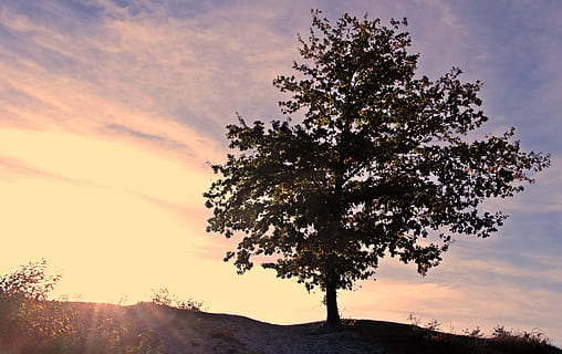 solnedgang, træ, himmel, skyer, skumring, tusmørke, aften, humør, atmosfære, efterår, romantisk, Abendstimmung, hvile, atmosfærisk, aftenhimmel, stille, idyllisk, lys, landskab, lyserød, efterår humør, sol, baggrundsbillede, himmelfarvning, plante, skønhed i naturen, ro, sky - himmel, rolig scene, scenics - natur, natur, vækst, ingen mennesker, silhuet, sollys, ikke-urbane scene, orange farve, udendørs, Mark, 5K, CC0, offentligt domæne, royaltyfrie