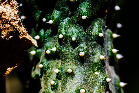 concombre, macro, épine, fermer, couleur verte, plante, personne, mise au point sélective, mousse, croissance, la nature, journée, arbre, en plein air, beauté dans la nature, Noël, décoration, vacances, se concentrer sur le premier plan, texturé, décoration de Noël, modèle, tronc, lichen, 5K, CC0, domaine public, libre de droits