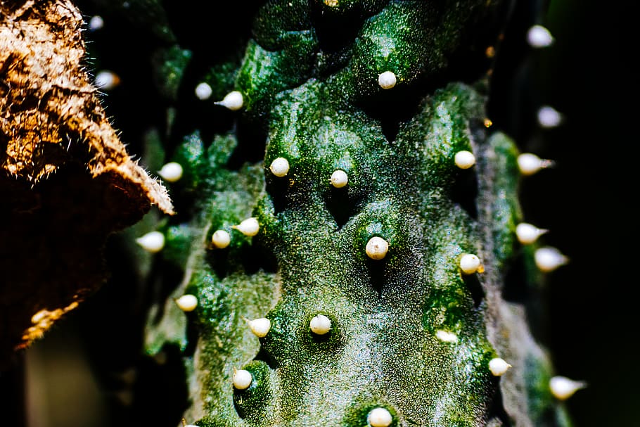 concombre, macro, épine, fermer, couleur verte, plante, personne, mise au point sélective, mousse, croissance, la nature, journée, arbre, en plein air, beauté dans la nature, Noël, décoration, vacances, se concentrer sur le premier plan, texturé, décoration de Noël, modèle, tronc, lichen, 5K