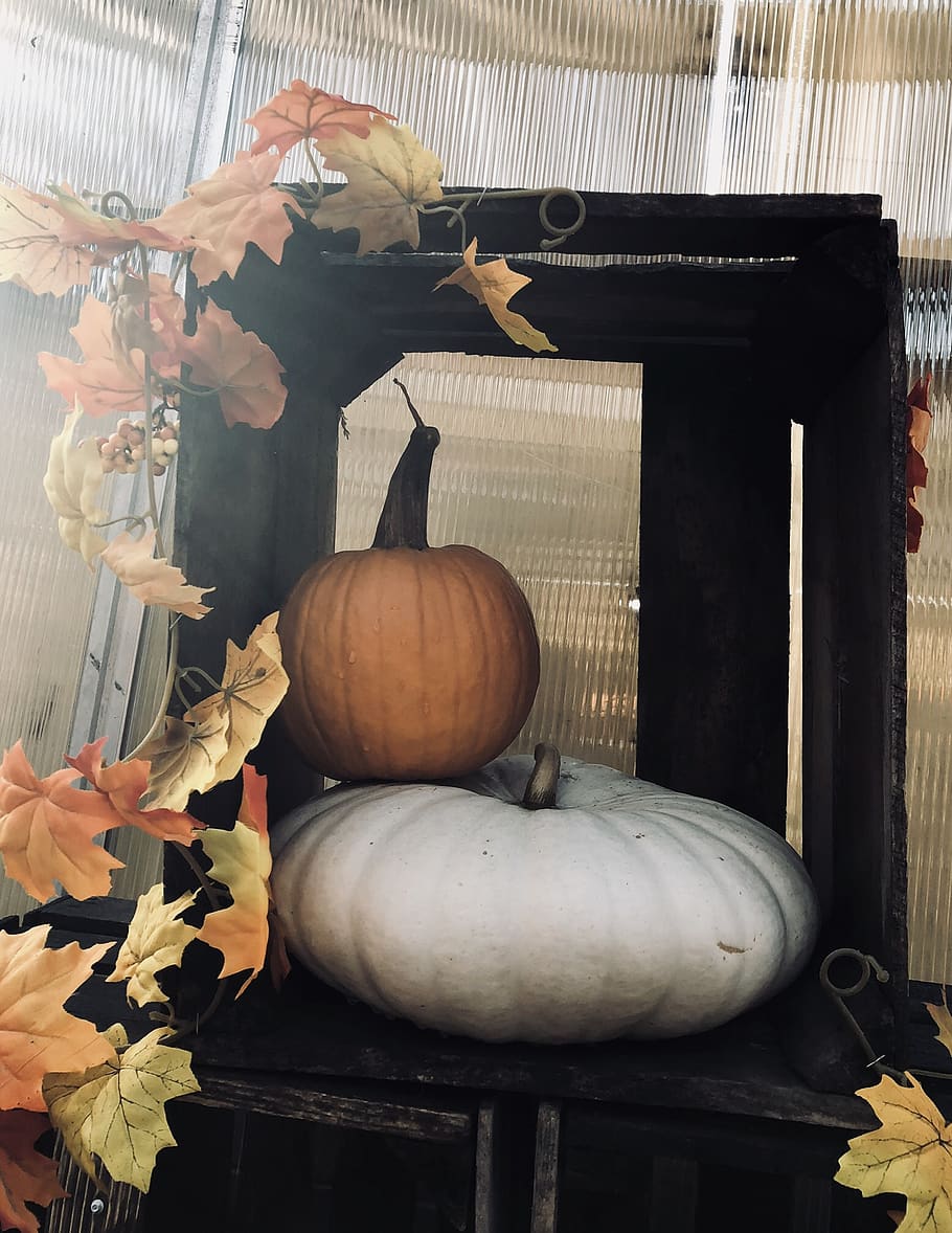 Kürbisse, Kürbis, Weiß, Orange, Blätter, Scheune, rustikal, Natur, natürlich, Lebensmittel, fallen, Herbst, mittlerer westen, Kiste, Essen und Trinken, Blume, Gemüse, Frische, Pflanze, Halloween, drinnen, Dekoration, blühende Pflanze, echte Menschen, Feier, eine Person, Blatt, Tag, halten, Jack o 'Laterne, 1080P