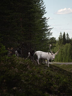 hvide hjorte, ged, dyr, pattedyr, kvæg, longhorn, dyreliv, bjergged, tyr, udendørs, plante, dyre temaer, gruppe af dyr, hvirveldyr, træ, husdyr, indenlandske, natur, kæledyr, jord, Mark, ingen mennesker, himmel, dag, stående, græs, planteædende, flok, 2K, CC0, offentligt domæne, royaltyfrie