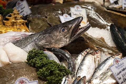 Silberfisch, Essen und Trinken, Lebensmittel, Meeresfrüchte, Wirbeltier, Fisch, Markt, Verkauf, gesundes Essen, Frische, zu verkaufen, Tier, Wohlbefinden, Marktstand, Rohkost, kalte Temperatur, Wahl, Fischmarkt, Nahansicht, keine Leute, Stillleben, Eis, Verkaufsdisplay, Fischereiindustrie, 5K, CC0, gemeinfrei, lizenzfrei