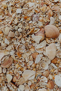 sea shells, beach, algarve, portugal, sea, summer, background, pattern, wallpaper, shells, full frame, backgrounds, large group of objects, shell, no people, animal shell, abundance, land, close-up, still life, day, nature, high angle view, animal wildlife, seashell, food and drink, textured, animal, food, pebble, marine, 5K, CC0, public domain, royalty free