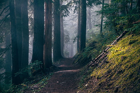 alberi, sentiero, foresta, buio, lunatico, Nord Ovest, Washington, escursione, albero, terra, pianta, tronco d'albero, tronco, bosco, crescita, bellezza nella natura, scena tranquilla, la tranquillità, scena non urbana, natura, scenics - natura, nebbia, ambiente, nessuno, giorno, paesaggio, all'aperto, pista, 5K, CC0, dominio pubblico, privo di copyright