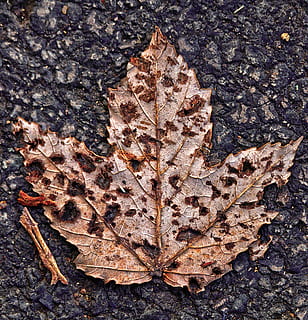 maple leaf, leaf, asphalt, road, autumn, morning, leaf coloring, fall foliage, mood, atmospheric, atmosphere, leisure, autumn motive, macro, indian summer, lockscreen wallpaper, plant part, change, close-up, nature, dry, leaf vein, no people, day, directly above, natural pattern, high angle view, plant, textured, fragility, falling, brown, outdoors, leaves, natural condition, fall, dried, 2K, CC0, public domain, royalty free