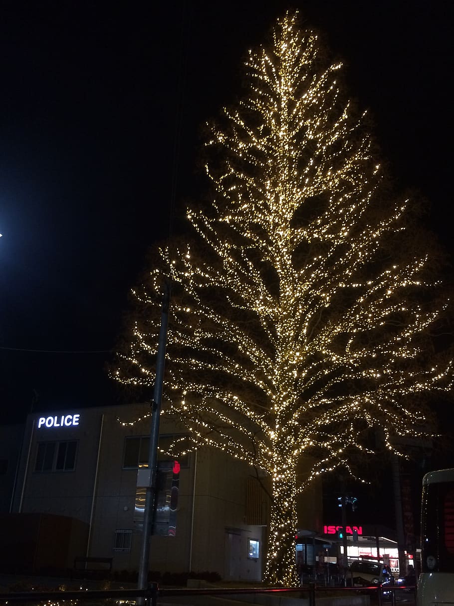 oggetti, Natale, illuminazione, albero, illuminato, notte, celebrazione, movimento, architettura, fuoco d'artificio, mezzi di trasporto, città, auto, esterno dell'edificio, evento, struttura costruita, veicolo a motore, Fuochi artificiali, che esplode, nessuno, modo di trasporto, cultura artistica e intrattenimento, natura, strada, all'aperto, luce, 2K