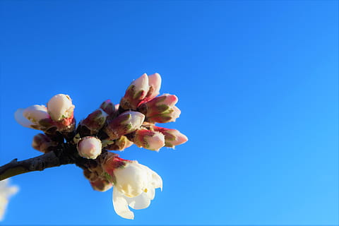 Blume, Mandel, Natur, Baum, Ast, Frühling, Rosa, Weiß, Pflanze, wunderschönen, Knospe, blühende Pflanze, Himmel, Frische, Blau, Schönheit in der Natur, Wachstum, Zerbrechlichkeit, kopieren sie platz, klarer Himmel, blühen, Verletzlichkeit, keine Leute, Nahansicht, Blütenblatt, Flachwinkelansicht, draußen, Blütenkopf, Blumenschmuck, 4K, CC0, gemeinfrei, lizenzfrei