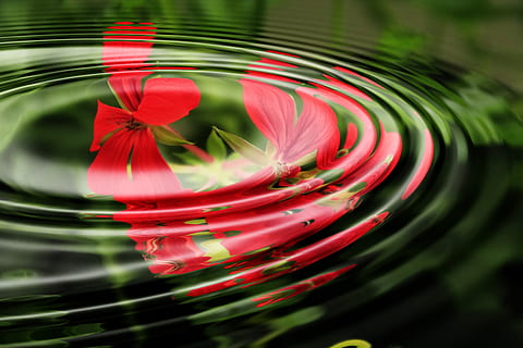 red, flowers, water, background, geranium, relaxation, ripples, surface, wallpaper, wave motion, waves, waves circles, close-up, rippled, nature, flower, plant, no people, flowering plant, motion, leaf, freshness, concentric, beauty in nature, plant part, selective focus, petal, green color, blurred motion, purity, 4K, CC0, public domain, royalty free