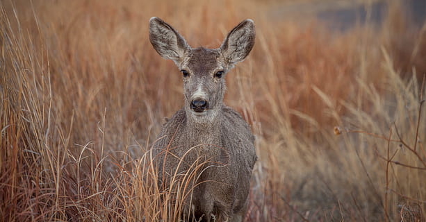 gray deer, wildlife, deer, animal, mammal, grass, colorado, united states, doe, outdoor, field, wild, brown, nature, plant, flora, animals in the wild, animal wildlife, one animal, looking at camera, portrait, no people, standing, day, vertebrate, safari, alertness, outdoors, herbivorous, 5K, CC0, public domain, royalty free