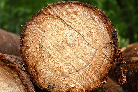 Niemcy, drzewo, zbliżenie, pierścień drzewa, teksturowane, skupić się na pierwszym planie, drzewny, log, wylesianie, drewno - materiał, las, drewno, Natura, żadnych ludzi, Przekrój, brązowy, dzień, pień drzewa, szczekać, naturalny wzór, przemysł drzewny, na dworze, 5K, CC0, domena publiczna, darmowe zdjęcia