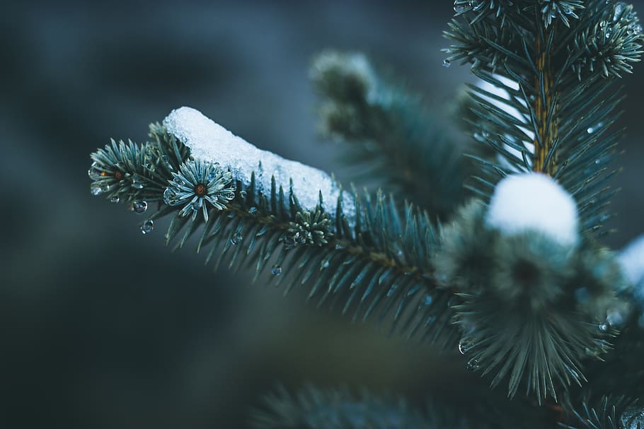 zelená, borovice, sníh, rostlina, zimní, strom, studená teplota, selektivní zaměření, detail, Příroda, krása v přírodě, nikdo, jehly - část rostliny, zamrzlý, den, větev, růst, zaměřit se na popředí, jehličnatého stromu, klid, venku, led, jedle, 5K