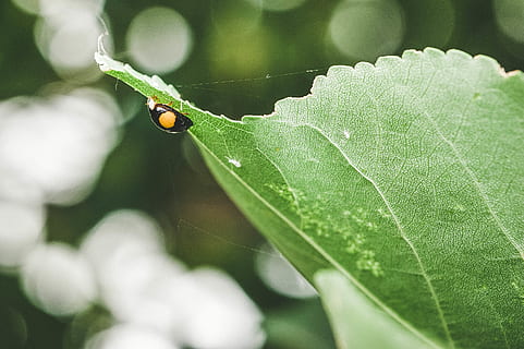 mariehøne, macroshot, blad, hvirvelløse, plante del, insekt, dyre temaer, tæt på, dyreliv, dyr, et dyr, grøn farve, dyr i naturen, plante, ingen mennesker, natur, fokus på forgrunden, dag, bille, vækst, udendørs, lille, 2K, CC0, offentligt domæne, royaltyfrie