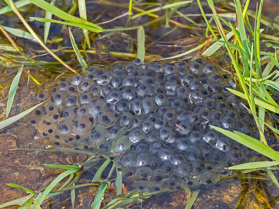 spawn, frogspawn, aigua, tirar, estany, amfibis, gripau, ous de granota, criatura d’aigua, planta, animals a la natura, naturalesa, primer pla, fauna animal, cap gent, creixement, temes d'animals, dia, animal, terra, grup d’animals, camp, full, invertebrat, part de la planta, herba, vista d’angle alt, bellesa a la natura, a l'aire lliure, 4K
