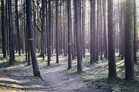 retroilluminazione, foresta, sentiero, modo, alberi, sforzo, legna, umore, natura, luce del sole, paesaggio, strada segnata, passeggiare, sera, mattina, primavera, Lituania, bosco, mistico, sognante, Fata, pista, spirituale, il trekking, albero, terra, pianta, tronco, tronco d'albero, la tranquillità, bellezza nella natura, scena tranquilla, crescita, nessuno, scenics - natura, ambiente, scena non urbana, giorno, all'aperto, a distanza, Pino, bosco di pini, albero di conifere, bambù - pianta, 5K, CC0, dominio pubblico, privo di copyright