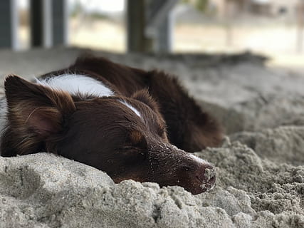 gos, sorra, mamífer, temes d'animals, animal, un animal, nacional, mascotes, animals domèstics, vertebrats, relaxació, caní, centrar-se en primer pla, dorment, cap gent, estirat, naturalesa, dia, descans, primer pla, ulls tancats, cap d’animals, 2K, CC0, domini públic, lliure de regalies