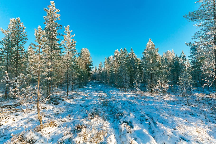 foto de paisatge, arbres, neu, fred, durant el dia, bosc, zing, naturalesa, fora de casa, escènic, temporada, nevat, temps, hivern, boscos, arbre, temperatura de fred, planta, bellesa a la natura, cel, tranquil·litat, dia, blau, cap gent, escena tranquil·la, escenics - natura, escena no urbana, congelat, terra, cobertura, creixement, a l'aire lliure, pi, arbre de coníferes, bosc de pi, 5K