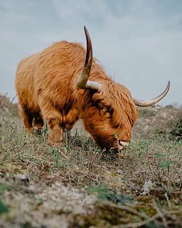 el bisó marró, temes d'animals, animal, mamífer, cornut, animals domèstics, bestiar, vertebrats, camp, bestiar de muntanya, terra, fauna animal, nacional, ramat, mascotes, un animal, bestiar domèstic, pèl d’animals, cap gent, naturalesa, dia, herbívors, a l'aire lliure, 4K, CC0, domini públic, lliure de regalies