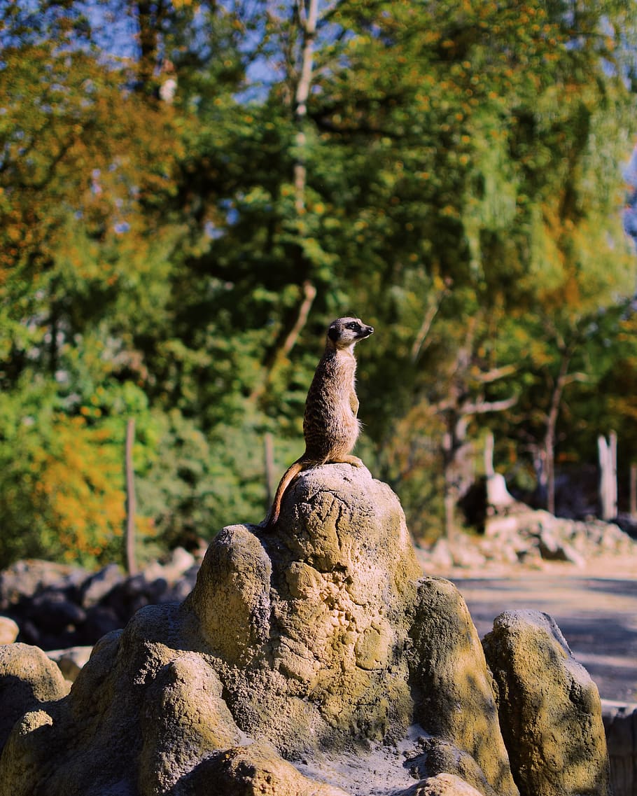 Alemanya, munchen, zoològic hellabrunn, rock, rock - object, sòlid, arbre, naturalesa, planta, fauna animal, animals a la natura, temes d'animals, dia, animal, cap gent, vertebrats, un animal, centrar-se en primer pla, llum solar, a l'aire lliure, creixement, bellesa a la natura, terra, 4K