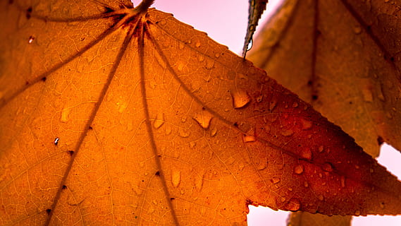 blad, herfst, esdoorn-, backlight, Bos, boom, natuur, deel van de plant, geen mensen, detailopname, buitenshuis, focus op de voorgrond, dag, water, rood, nat, laten vallen, architectuur, geschiedenis, verandering, bruin, het verleden, hemel, 5K, CC0, publiek domein, royaltyvrij