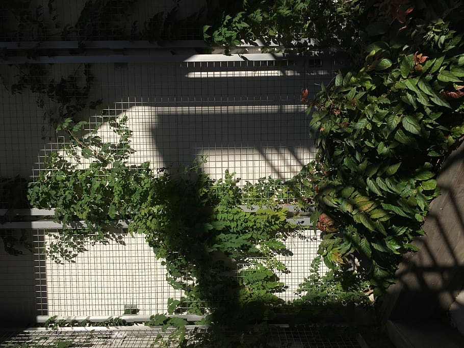 planta de fulla verda, jardí, a l'aire lliure, arbor, planta, Milwaukee, Estats Units, 232 e erie st, heura, finestra, vinya, pati, porxo, llosa, edifici, edifici d'oficines, maó, decoració de la llar, pèrgola, pissarra, claraboia, creixement, arbre, arquitectura, naturalesa, dia, estructura construïda, color verd, cap gent, llum solar, exterior de l'edifici, full, part de la planta, bellesa a la natura, funció de construcció de parets, paret, planta enredadera, 4K