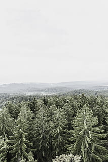 antenos, fotografija, pušys, medis, kraštovaizdį, debesis, kalnas, rūkas, miškas, pobūdį, lauke, rūko, horizonto, pušis, žalias, vaizdas, panorama, ranger, gamtos parkas, augalų, augimą, ramybė, grožis gamtoje, ramioje scenoje, vaizdai - gamta, nėra žmonių, dangus, dieną, kopijavimo vietos, žemės, žalia spalva, ne miesto scenoje, aplinką, spygliuočių medis, pušies, eglė, 5K, CC0, Viešasis domenas, nemokamai