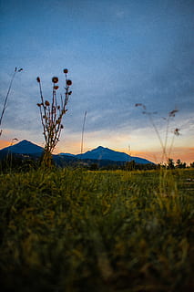 overlooking, view, mountains, dark, clouds, evening, field, flora, flowers, golden hour, grass, green, landscape, nature, sky, sunset, trees, plant, beauty in nature, tranquility, land, scenics - nature, mountain, cloud - sky, tranquil scene, growth, no people, non-urban scene, selective focus, outdoors, environment, surface level, mountain peak, 5K, CC0, public domain, royalty free