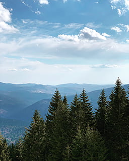 pins, arbre, planta, avet, abies, naturalesa, conífera, a l'aire lliure, telecabina 1400, romania, orașul sinaia, pi, pendent, muntanya, Serra, picea, terra, vegetació, bosc, cel, núvol - cel, bellesa a la natura, escenics - natura, escena tranquil·la, tranquil·litat, escena no urbana, cap gent, dia, idíl·lic, medi ambient, creixement, color verd, paisatge, arbre de coníferes, 2K, CC0, domini públic, lliure de regalies