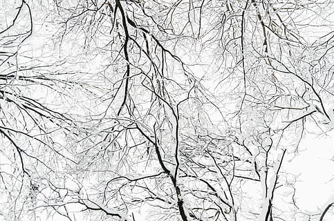 ramas desnudas del árbol, árbol, árbol desnudo, vista de ángulo bajo, planta, rama, naturaleza, nadie, tranquilidad, cielo, día, belleza en la naturaleza, invierno, paisajes - naturaleza, al aire libre, temperatura fría, escena tranquila, nieve, el color blanco, tierra, copas de los árboles, 4K, CC0, dominio público, libre de derechos
