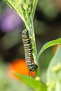 caterpillar, small, tiny, monarch, smallworld, butterfly, insect, animal wildlife, animal, animal themes, invertebrate, animals in the wild, one animal, plant, close-up, nature, focus on foreground, plant part, day, no people, leaf, green color, beauty in nature, growth, outdoors, animal wing, butterfly - insect, 4K, CC0, public domain, royalty free