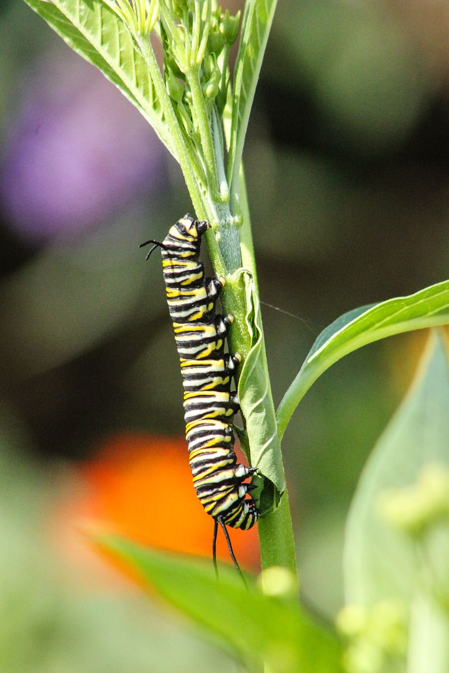 eruga, petit, monarca, smallworld, papallona, insecte, fauna animal, animal, temes d'animals, invertebrat, animals a la natura, un animal, planta, primer pla, naturalesa, centrar-se en primer pla, part de la planta, dia, cap gent, full, color verd, bellesa a la natura, creixement, a l'aire lliure, ala dels animals, papallona - insecte, 4K