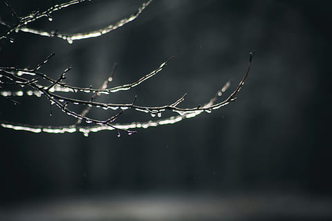 lombtalan fa ága, gerinctelen, pókféle, állat, rovar, pók, kerti pók, fa, ág, víz, bokeh, olvad, jég, tavaszi, növény, növényvilág, tűlevelű, fű, gally, élet, új élet, összpontosít az előtérre, közelkép, csepp, nem ember, természet, nedves, szépség a természetben, törékenység, sebezhetőség, pókháló, szelektív összpontosít, éjszaka, eső, szabadban, harmat, esőcsepp, esős évszak, 5K, CC0, közkincs, jogdíjmentes