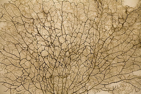 textura, patró, superfície, naturalesa, fulles, vegetació, branca, veninat, flora, esquerdat, cap gent, fons, marc complet, arbre nu, arbre, primer pla, a l'aire lliure, patró natural, sec, dia, escenics - natura, funció de construcció de parets, marró, clima, clima àrid, efecte texturat, 4K, CC0, domini públic, lliure de regalies