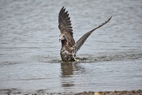 Tier, Meer, Strand, Vogel, Wilde Vögel, Seevogel, Möwe, Gefieder, Flügel, Baden, wildes Tier, natürlich, Landschaft, Wasser, Tiere in freier Wildbahn, Tierwelt, Tierthemen, Wirbeltier, ein Tier, Ufergegend, fliegend, die Flügel ausbreiten, See, selektiver Fokus, Tag, Natur, keine Leute, Bewegung, draußen, Zoologie, Adler, flattern, 5K, CC0, gemeinfrei, lizenzfrei