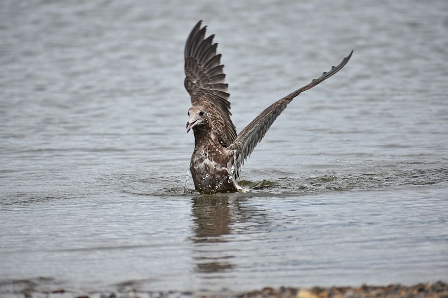 Tier, Meer, Strand, Vogel, Wilde Vögel, Seevogel, Möwe, Gefieder, Flügel, Baden, wildes Tier, natürlich, Landschaft, Wasser, Tiere in freier Wildbahn, Tierwelt, Tierthemen, Wirbeltier, ein Tier, Ufergegend, fliegend, die Flügel ausbreiten, See, selektiver Fokus, Tag, Natur, keine Leute, Bewegung, draußen, Zoologie, Adler, flattern, 5K