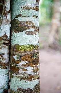 strom, rostlina, kmen stromu, rez, koberec, para gumovníku, bříza, půda, arecaceae, palma, ruiny, sloupec, architektura, budova, pilíř, zábradlí, sloupek, archeologie, kanalizace, řasy, kufr, den, zaměřit se na popředí, detail, nikdo, venku, růst, mech, texturou, Příroda, dřevo - materiál, hrubý, zvětralý, vzor, přistát, selektivní zaměření, rostlinné kůry, lišejník, 5K, CC0, veřejná doména, bez autorských práv