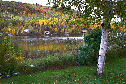 landskab, efterår, natur, træer, birk, Skov, blade, farver, grene, træ, Québec, Canada, plante, vand, sø, ro, skønhed i naturen, scenics - natur, lave om, afspejling, rolig scene, vækst, ingen mennesker, dag, ikke-urbane scene, idyllisk, grøn farve, udendørs, 5K, CC0, offentligt domæne, royaltyfrie