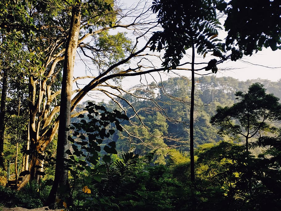 indonèsia, west java, turó, caminada, bosc, verd, ruta, al matí, arbres, arbre, planta, creixement, naturalesa, cap gent, branca, bellesa a la natura, terra, tranquil·litat, dia, tronc, a l'aire lliure, cel, tronc de l'arbre, escenics - natura, escena no urbana, escena tranquil·la, color verd, vista d’angle baix, 4K